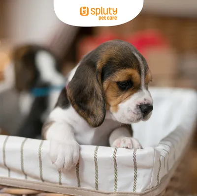 Consejos para primerizos con perros