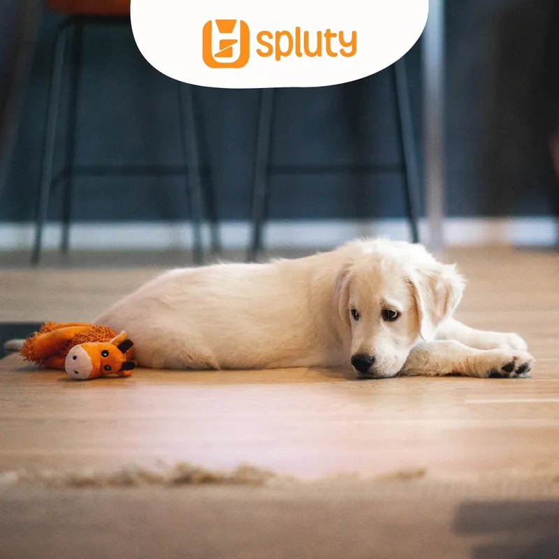 Estrategias para ayudar a tu perro a gestionar la soledad