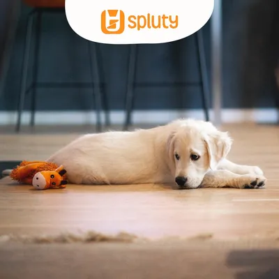 Estrategias para ayudar a tu perro a gestionar la soledad