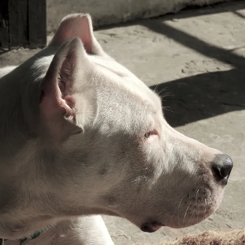 Trágico ataque de perros dogo en Córdoba: antecedentes del propietario y la necesidad de abordar una problemática con enfoque holístico