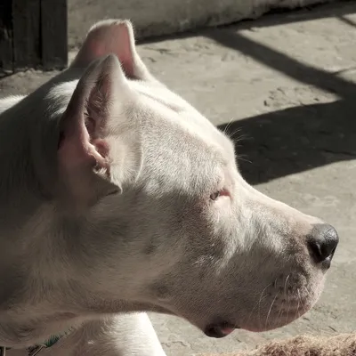 Trágico ataque de perros dogo en Córdoba: antecedentes del propietario y la necesidad de abordar una problemática con enfoque holístico