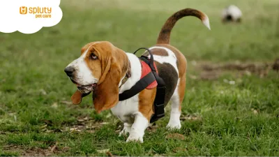 ¿Sabés leer el lenguaje corporal de los perros? Clave para evitar conflictos