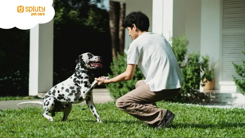 Cómo liberar tiempo en la gestión de tu negocio petfriendly