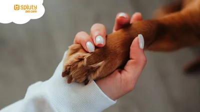 ¿Querés ofrecer un cuidado más personalizado? Todo empieza con conocer bien al perro que recibís en tu guardería 🐶