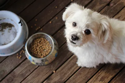 Razones por las que no darle alimento de baja calidad a tu mascota