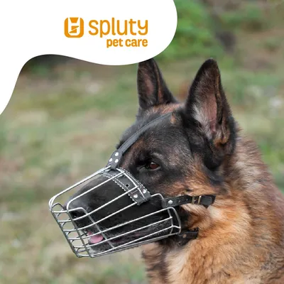 Uso de collar y bozal en perros. ¿Qué dicta la ley?