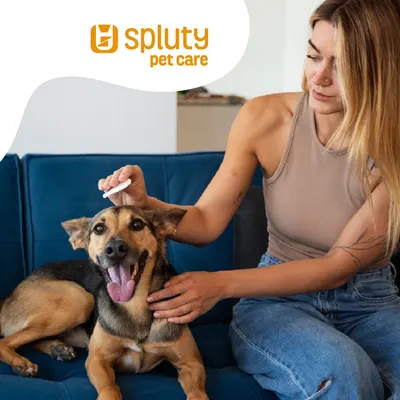 ¿Qué hacer si mi perro tiene garrapatas o pulgas?